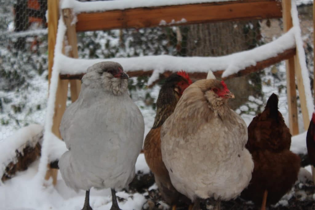 Mycoplasmosis in Backyard Chicken Flocks