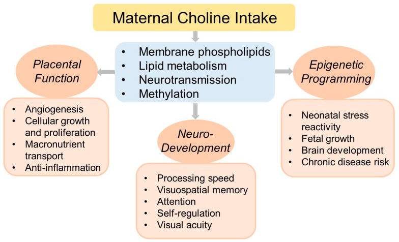 Choline and pregnancy